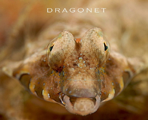 close up of a Lancers Dragonet by Suzan Meldonian 